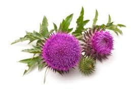 St. Marys Thistle - Click Image to Close